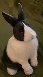 Raising Dutch Rabbits